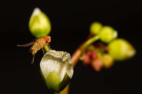 Experiment reveals diet, immunity and gene links in fruit fly