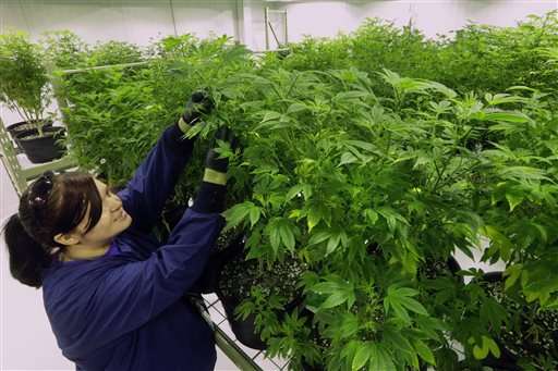 Explainer: Steps to harvesting medical marijuana