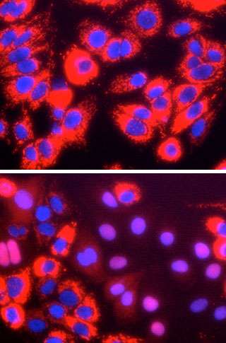 Expression of a single gene lets scientists easily grow hepatitis C virus in the lab