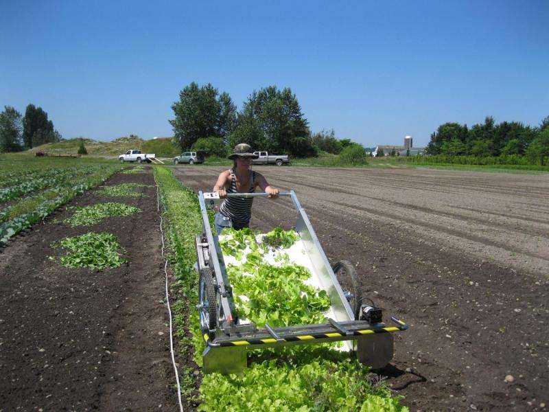 Extending the growing season for baby-leaf salad greens
