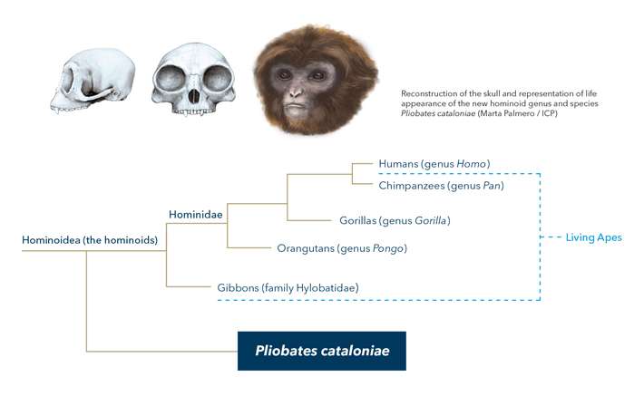 Extinct ape species resets the scale on humans' ancestors