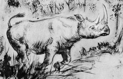 Extinct rhino’s eating habits lead to new reconstructions of ice age environments
