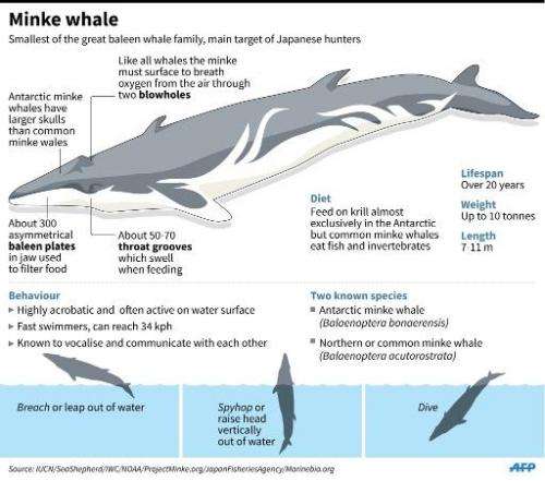 Factfile on Minke whales. Japanese whalere will set out for the Antarctic this week to conduct non-lethal research until March
