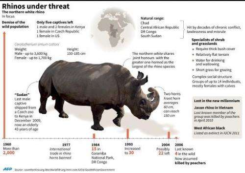 Factfile on northern white rhinos, of which there are only five left