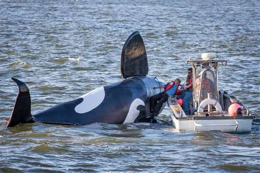 Fake orca nearly drowns before it can scare Ore. sea lions (Update)