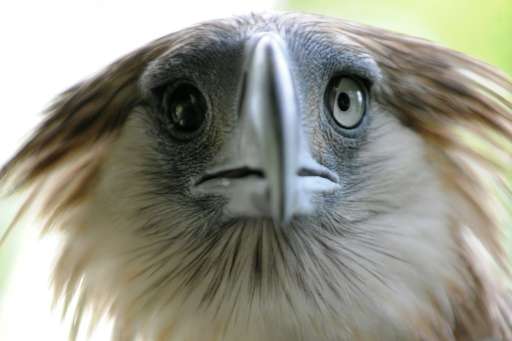 Famed for its elongated nape feathers that form into a shaggy crest, the Philippine eagle, one of the world's largest, grows up 