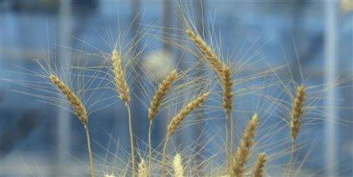 Farmers fund research to breed gluten-free wheat