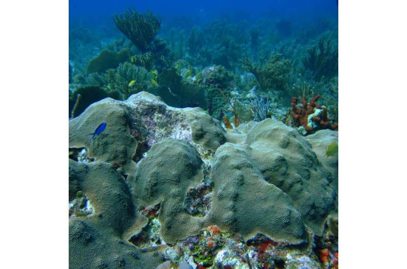 Fat makes coral fit to cope with climate change