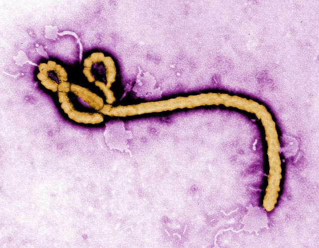 FDA-approved drug protects mice from Ebola