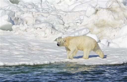 Federal report: Polar bears in peril due to global warming