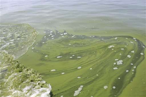 Feds plan new guidelines on toxic algae in lakes, rivers