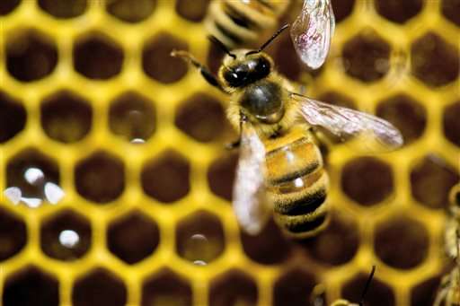 Feds propose multi-pronged plan to bolster decline in bees