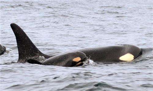 Feds spot third baby orca born recently to imperiled pods