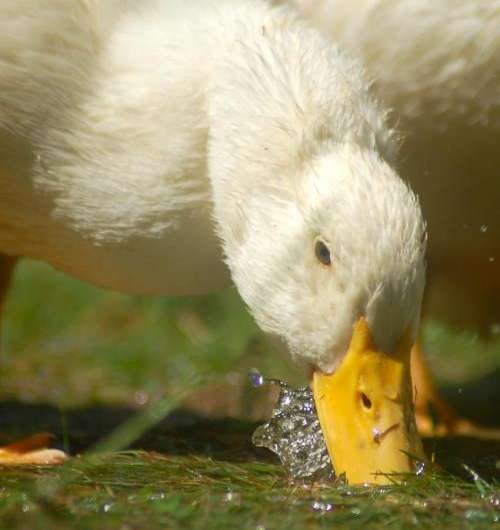 Feeling ducky