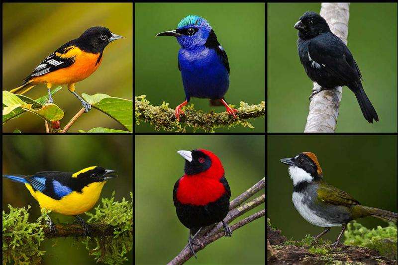 Female birds show their true colours