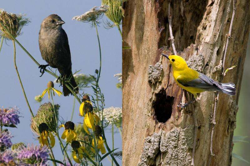 Female cowbirds pay attention to cowbird nestling survival, study finds
