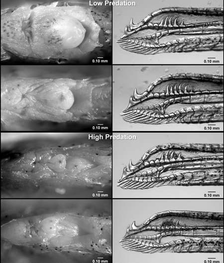 Female fish genitalia evolve in response to predators, interbreeding