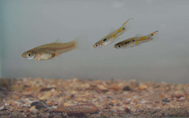 Female guppies become better swimmers to escape male sexual harassment