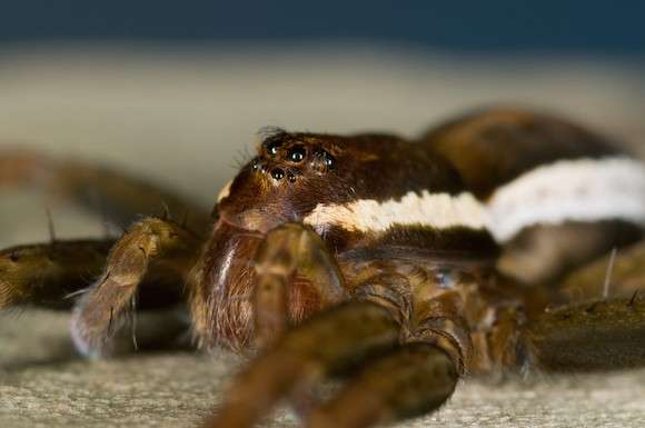 Female sex cannibals not angry, just picky, spider study finds