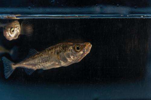 Female sticklebacks prime their offspring to cope with climate change