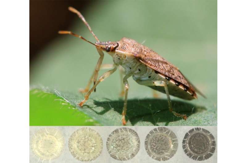 Female stink bugs 'select' the color of their eggs