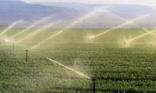 Fields of carrots are watered near where the California Aqueduct flows through Kern County, some twenty five miles south of Bake