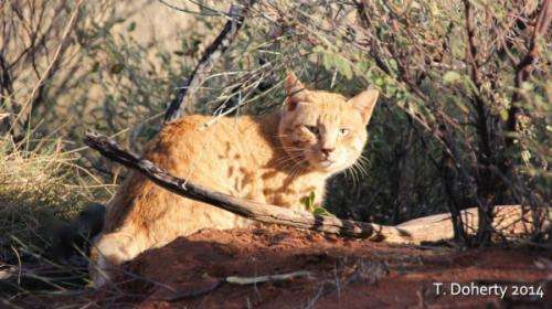 Field tests needed to help control feral cats