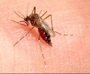 Fighting mosquito resistance to insecticides