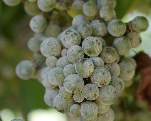 Fighting powdery mildew on grapes