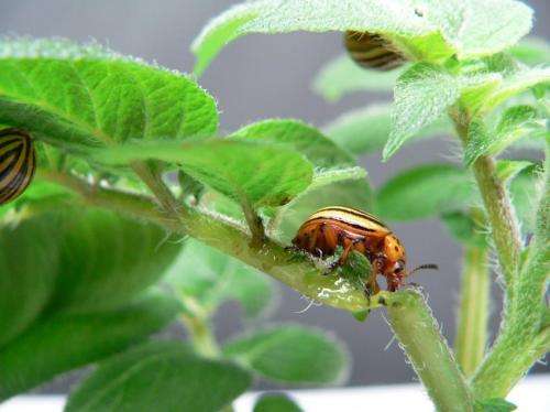 Fighting the Colorado potato beetle with RNA interference