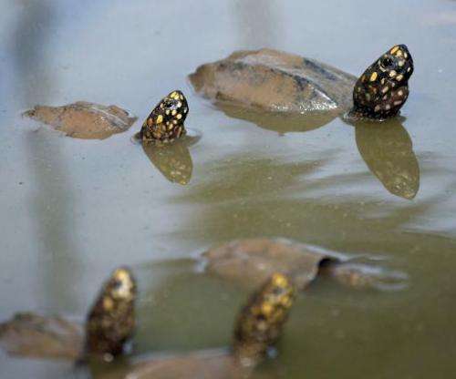 File photo taken on September 11, 2014 shows spotted pond turtles in a pool at a quarantine centre in the southern Pakistani cit