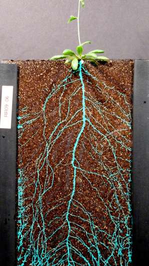 Firefly protein enables visualization of roots in soil
