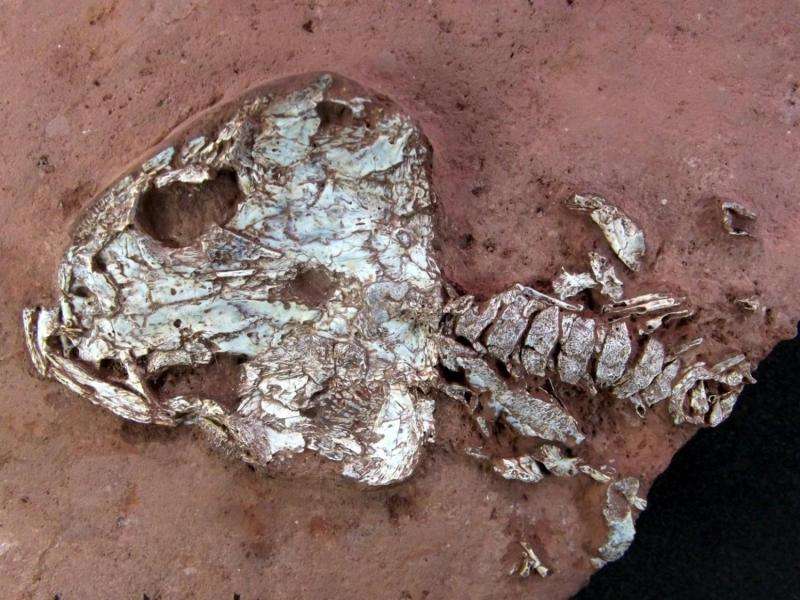 'Fire frogs' and eel-like amphibians: The Field Museum's Brazilian fossil discovery