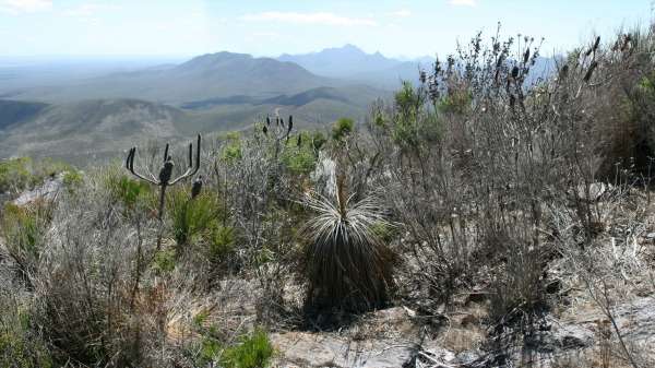 Fire linked to dieback spread