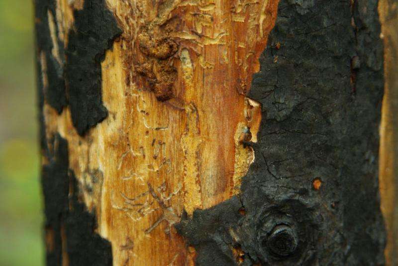 Fire severity in southwestern Colorado unaffected by spruce beetle outbreak