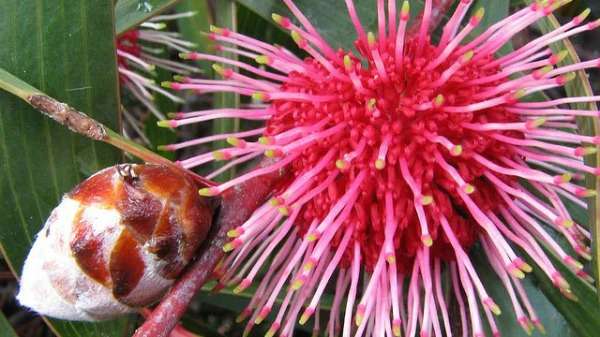 Fire-wise Hakea’s invest in larger, fewer seeds