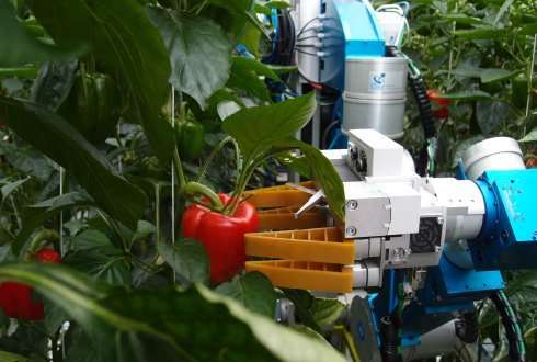 First ever working sweet-pepper harvesting robot
