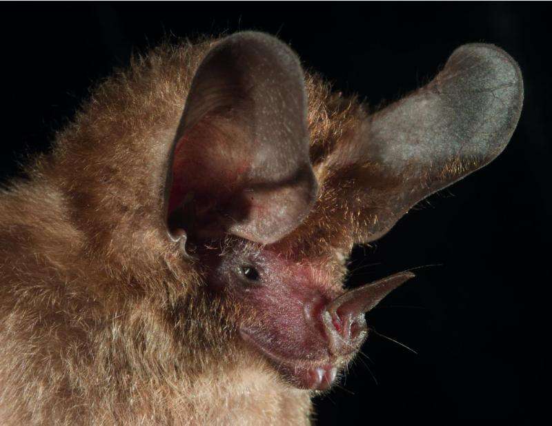 First imagery from echolocation reveals new signals for hunting bats