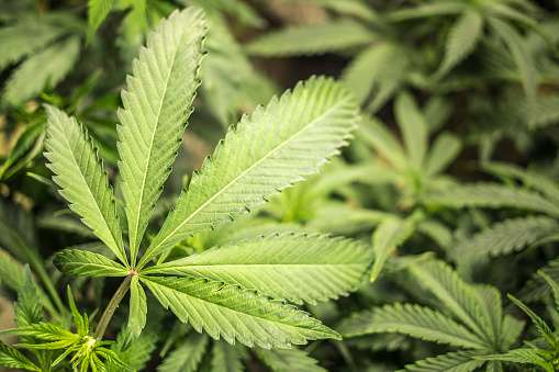 First laboratory study explaining effects of marijuana compound