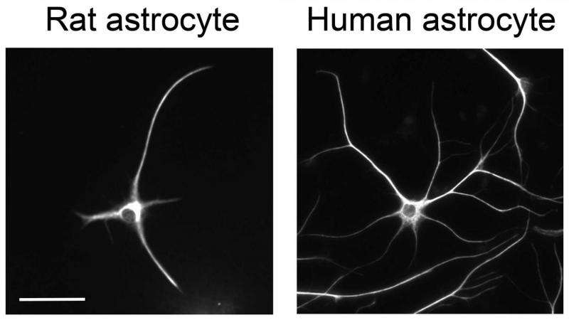 First look at how astrocytes function in humans