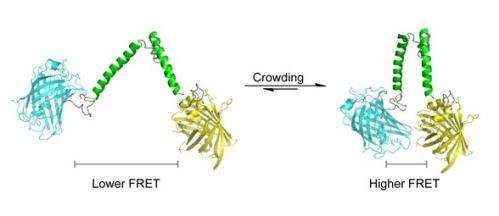 First sensor for 'crowd control' in cells