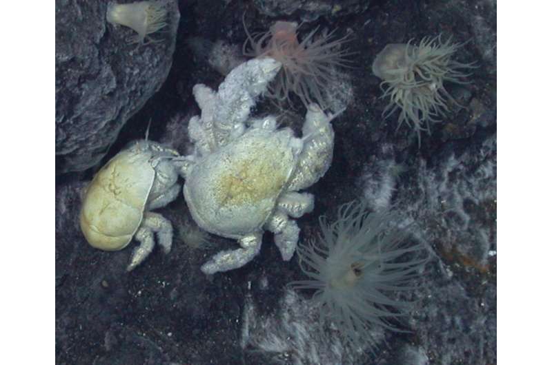 First species of yeti crab found in Antarctica named after British deep-sea biologist