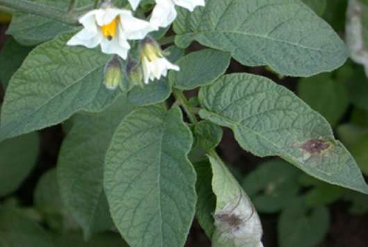 First step towards global attack on potato blight