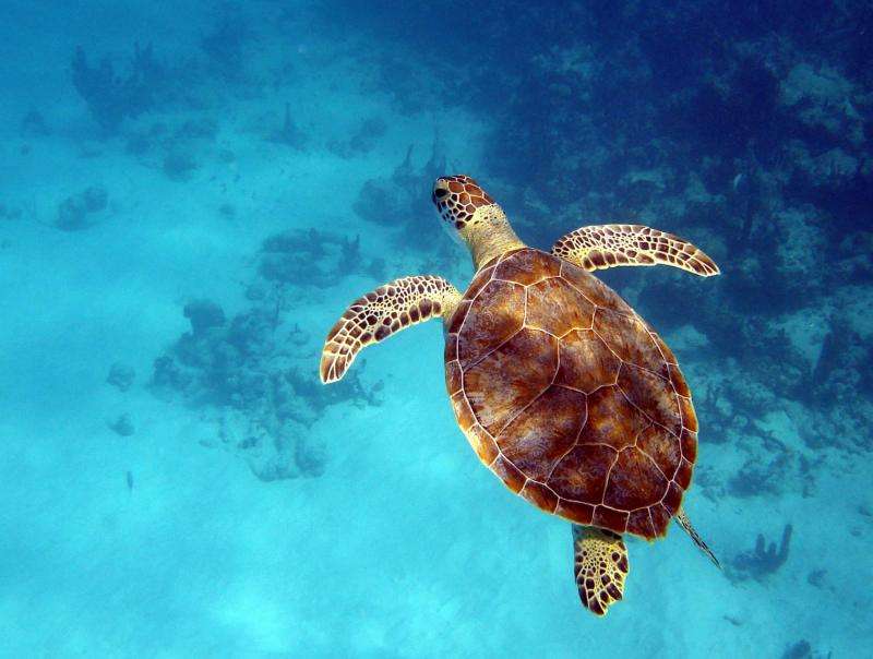 Fishermen discards could increase prevalence of turtle disease in Turks and Caicos