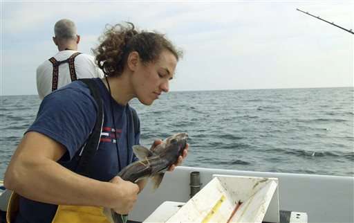 Fish food for thought: New research affects catch limits