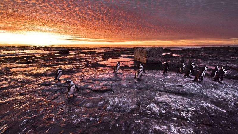 Fishing ban rescues Robben Island penguin chicks
