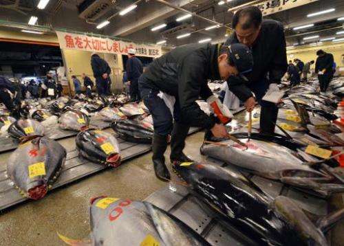Fishmongers inspect bluefin tuna before the first trading of the new year at Tokyo's Tsukiji fish market on January 5, 2015