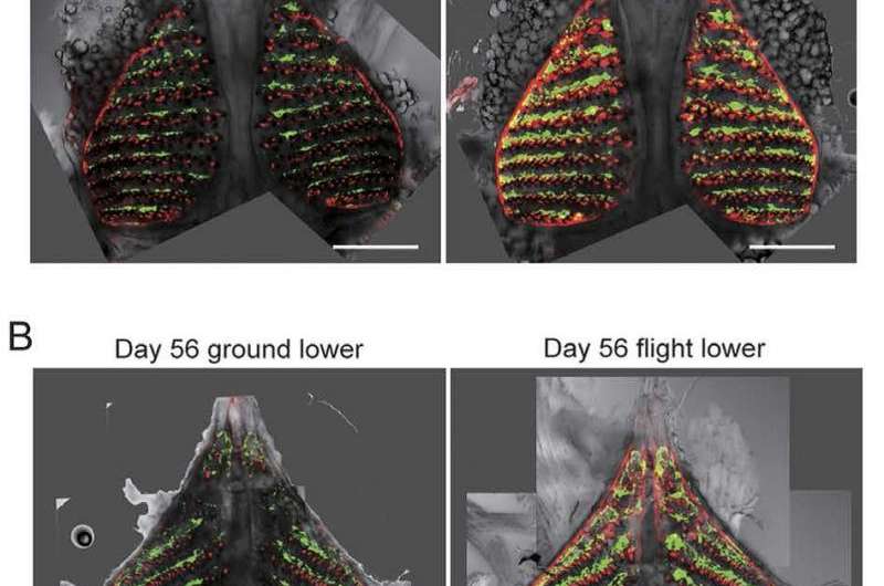 Fish reveal details of bone density loss during space missions