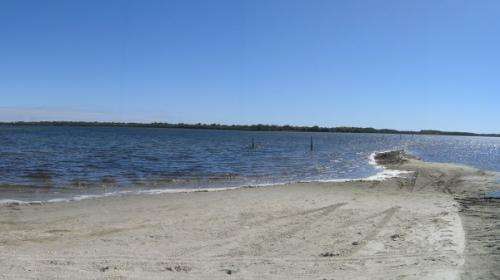 Fish species flourish in hypersaline estuary