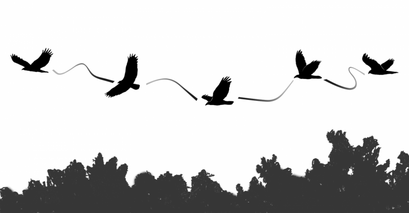 Flexible soaring style keeps vultures aloft longer